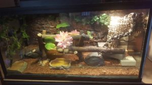 Setting up a bearded hotsell dragon enclosure